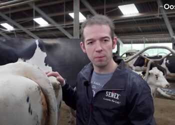 Boer Arjan is ontroostbaar: 2/3 van zijn veestapel moet weg