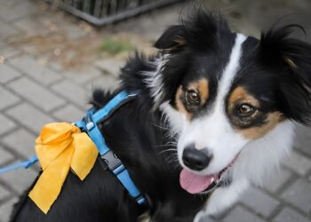 Zie je een geel lintje aan een hondenriem, let dan goed op