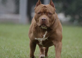 Verschrikkelijk bijtincident met agressieve pitbull: “Hulp mocht niet meer baten”