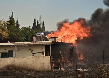 Hartverscheurend nieuws: Nederlandse dierenopvang verwoest bij Griekse bosbranden