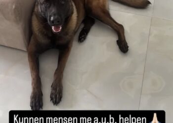 Hond van Mart Hoogkamer wordt teruggevonden