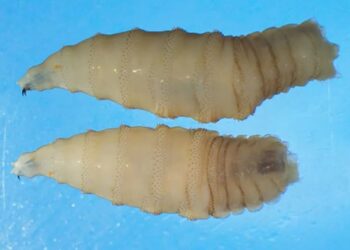 Eerste menselijke besmetting met vleesetende schroefworm ontdekt: “Alles staat op het spel”