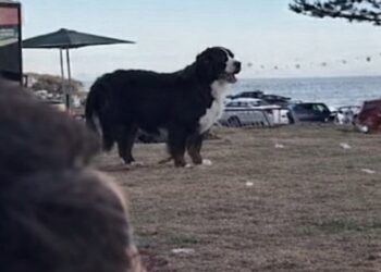 Wat deze hond bleef doen na de schietpartij laat niemand onberoerd