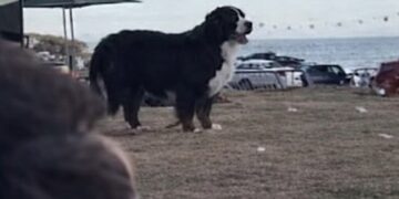 Wat deze hond bleef doen na de schietpartij laat niemand onberoerd