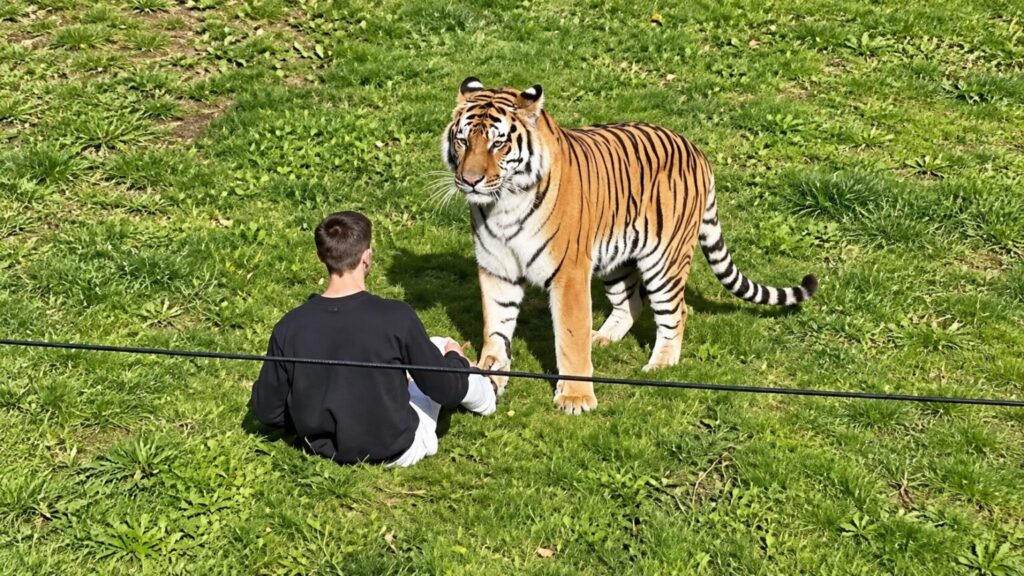VIDEO: Schokkend incident in dierentuin nadat man tijger wil aaien