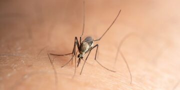 Zorgen nemen toe: acht nieuwe besmettingen met westnijlvirus vastgesteld